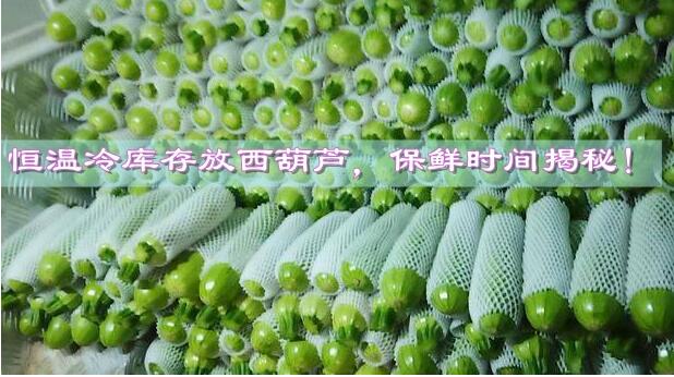 恒温冷库存放西葫芦，保鲜时间揭秘!