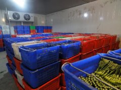 蔬菜批发市场建冷库，建多大合适