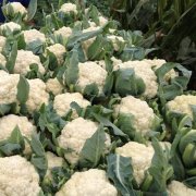 花菜冷库设计安装费用大概需要多少钱？