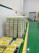 山东3000吨水果保鲜库安装造价预算多少？