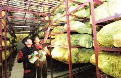 新建1000吨蔬菜冷库设计大概多少钱？