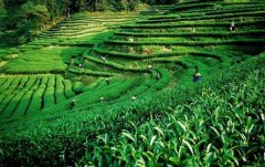 上海建1000㎡茶叶冷库（冷藏、冷冻库仓库）安装预算多少钱
