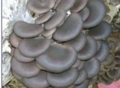 冷库可用于蘑菇、金针菇等食用菌的种植啦