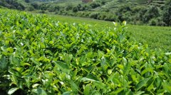 茶叶冷藏库，茶叶冷库安装设计多少钱