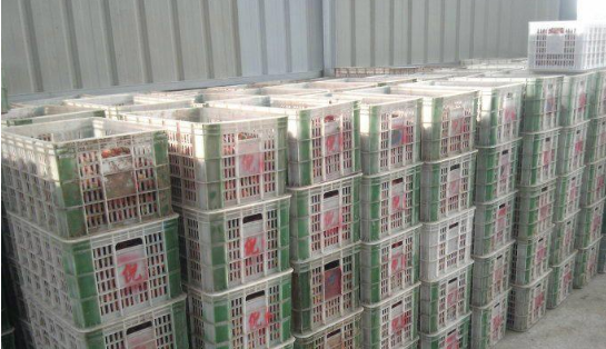 开冉制冷建设100吨的荔枝保鲜冷库