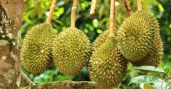 500平米榴莲冷库安装造价,榴莲保鲜库耗电量kw/h